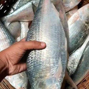 ৩ পিস মাছে ৬ কেজি= ৪৮০০ টাকা।