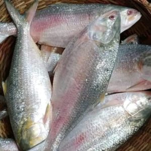 ৮ পিস মাছে ৬ কেজি= ২২০০ টাকা।