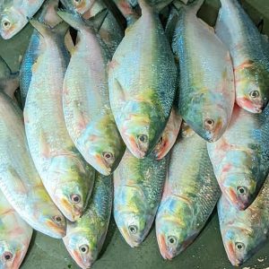 ১২ পিস মাছে ৬ কেজি =১৭০০ টাকা।